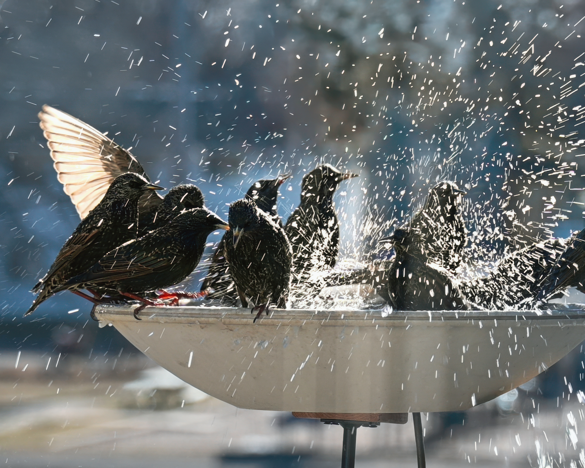 Group of Starling birds over crowding at birdbath