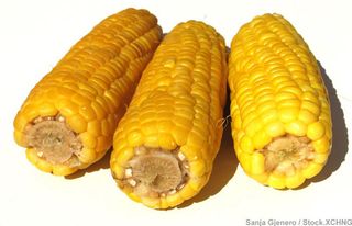 corn on the cob, health