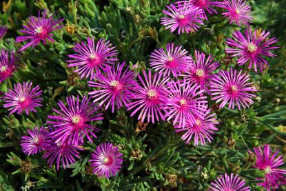 Succulent Plants With Pink Flowers