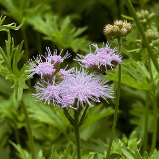 Gregg's Mistflower