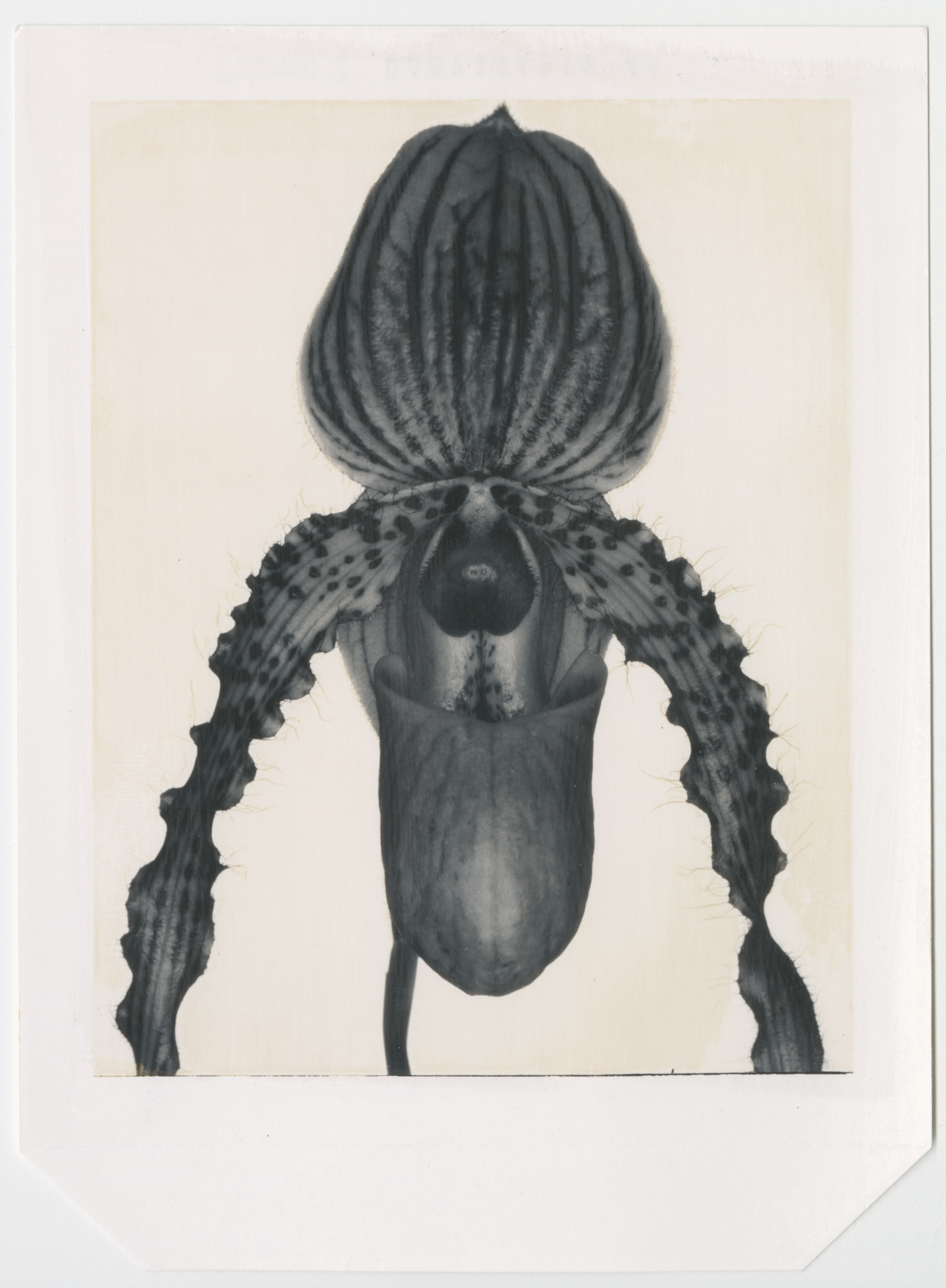 Donna Trope Polaroid