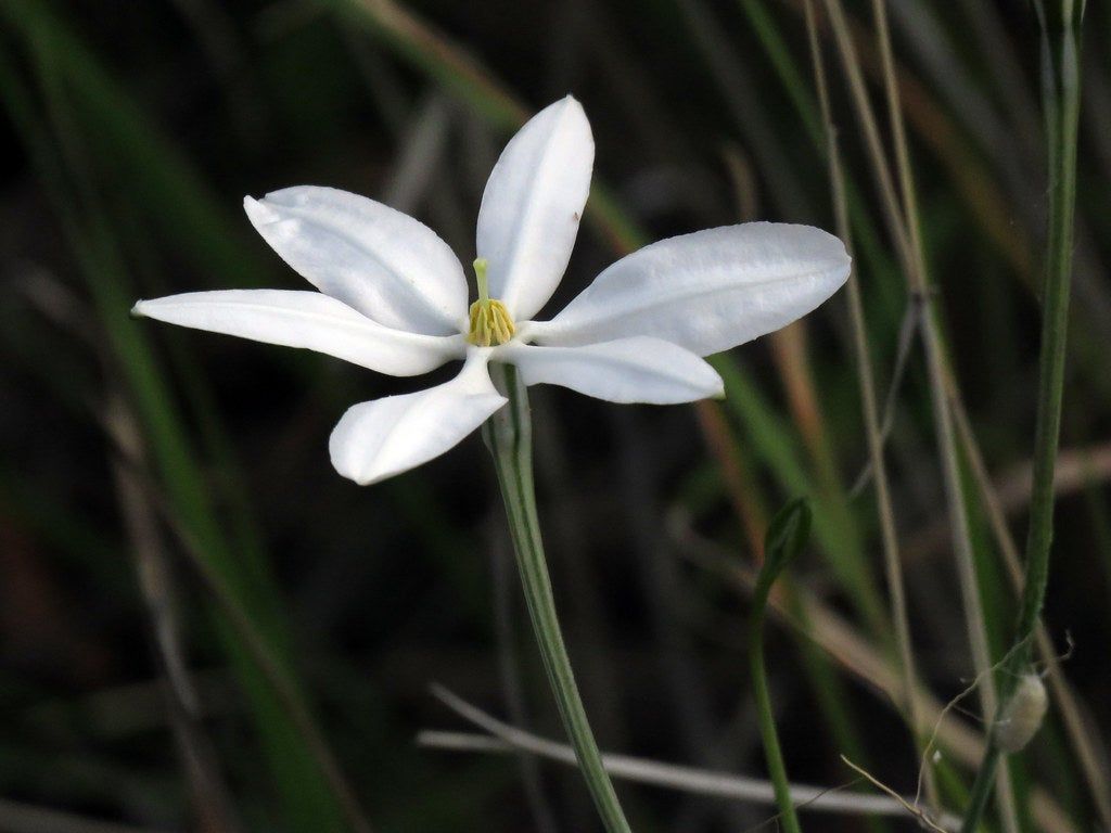 White Mexican Star Flower