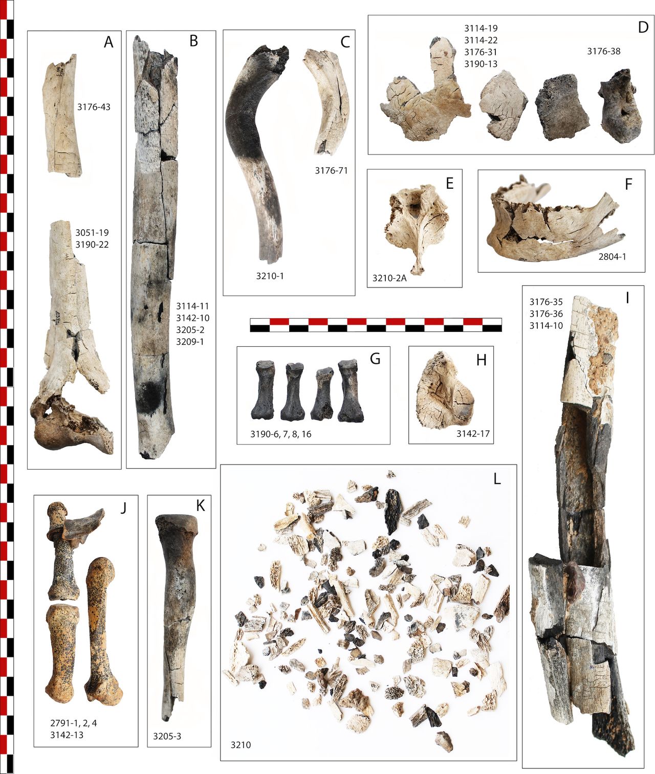 A sampling of the bones found in the cremation pit, after they were cleaned and pieced together.