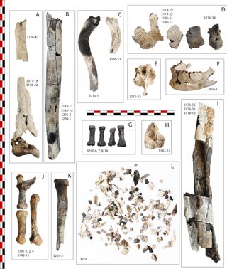 A sampling of the bones found in the cremation pit, after they were cleaned and pieced together.