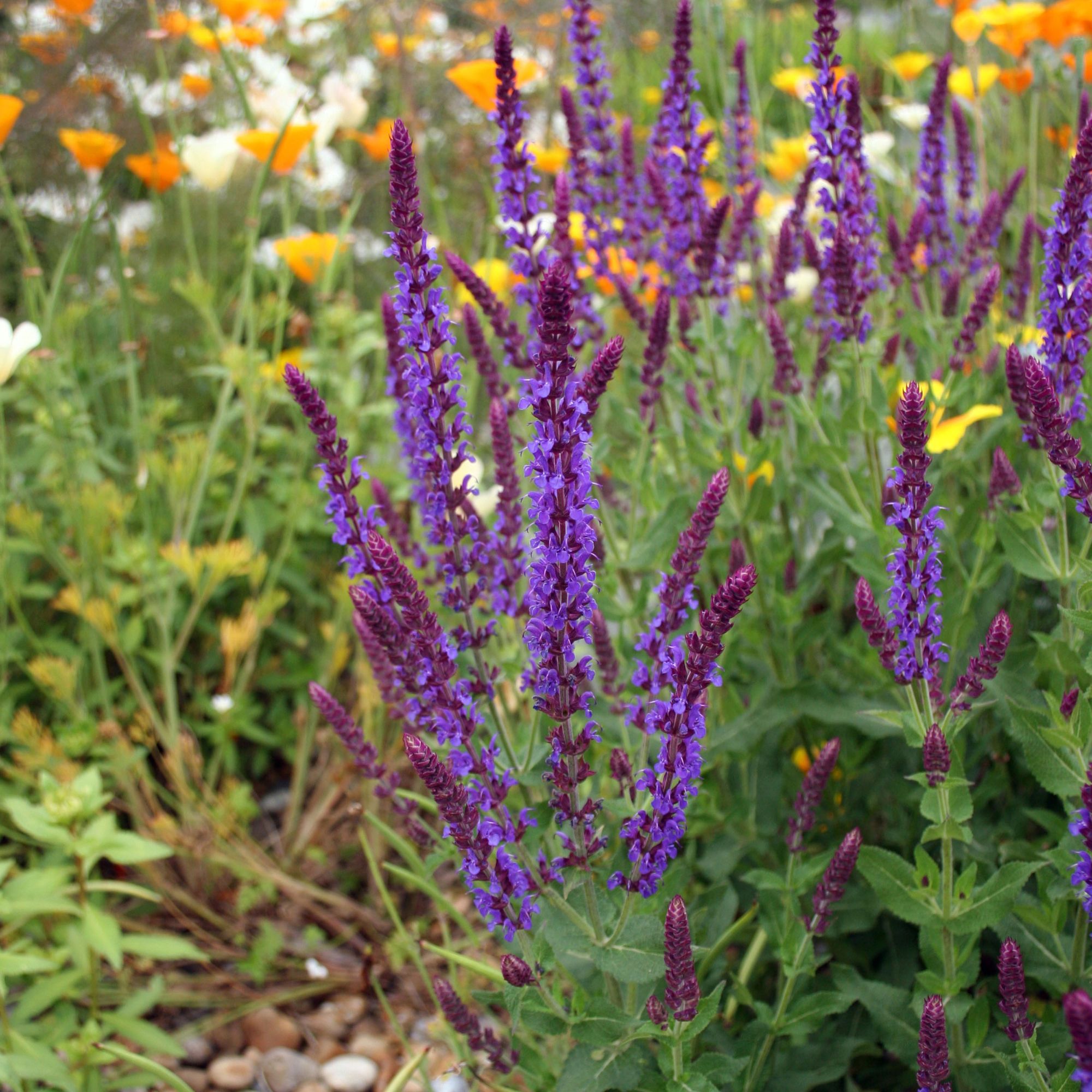 purple salvias in flower bed