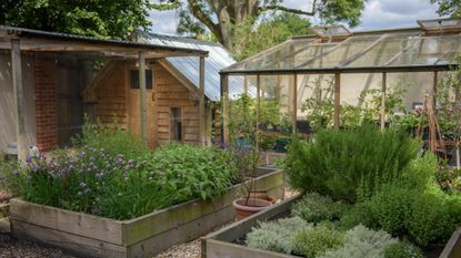 A vegetable plot next to a greenhouse and shed in an English garden