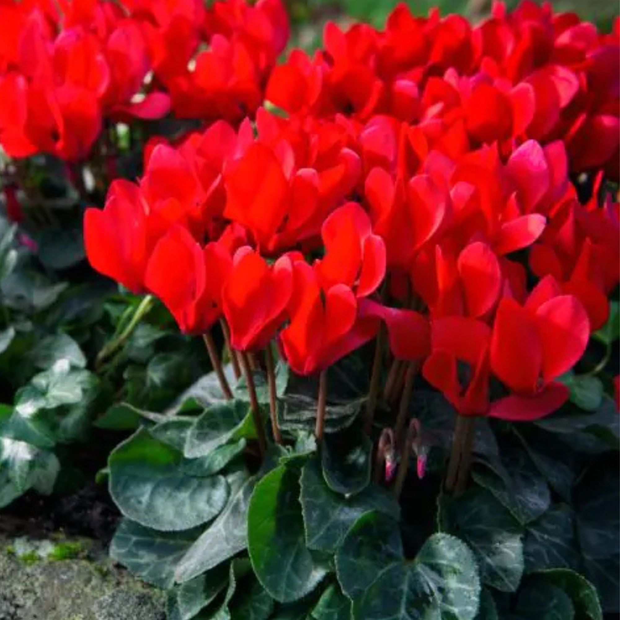 red cyclamen