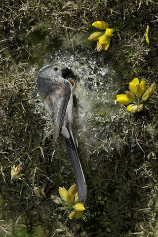 how to identify bird nests