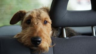 Dog sitting in the car