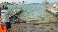 A 16-foot-long (4.9 meters) female sawfish washed ashore in the Florida Keys last week.