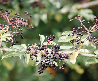 elderberries fruiting on native shrub