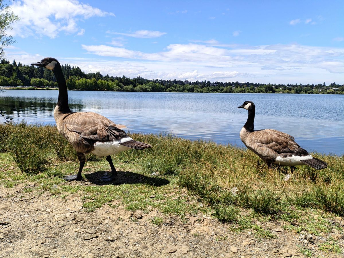 Two geese next to a lake