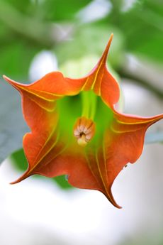 Brugmansia sanguinea flowering at Kew Gardens. Credit: Ines Stuart-Davidson/RBG Kew