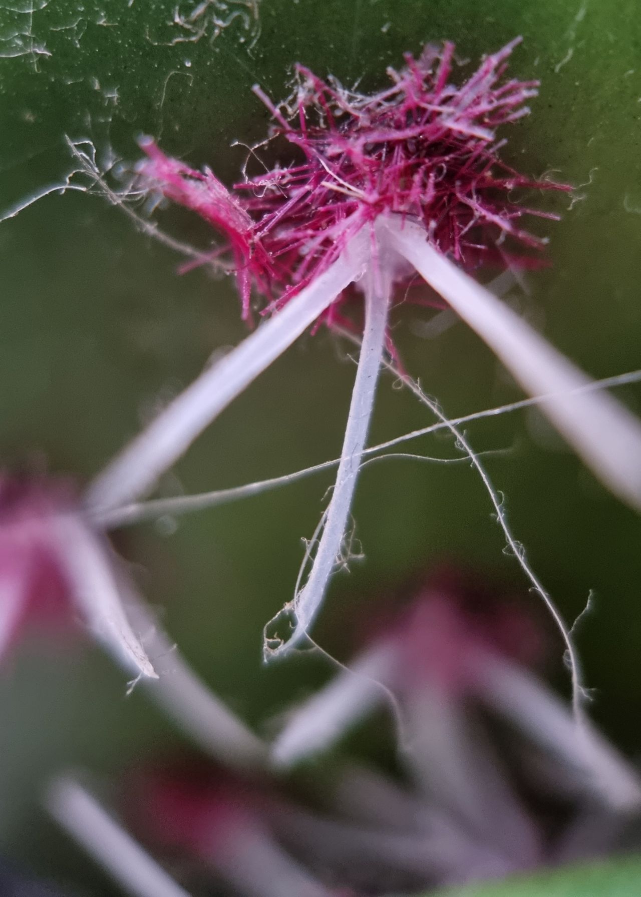 Moment Macro 10x lens review