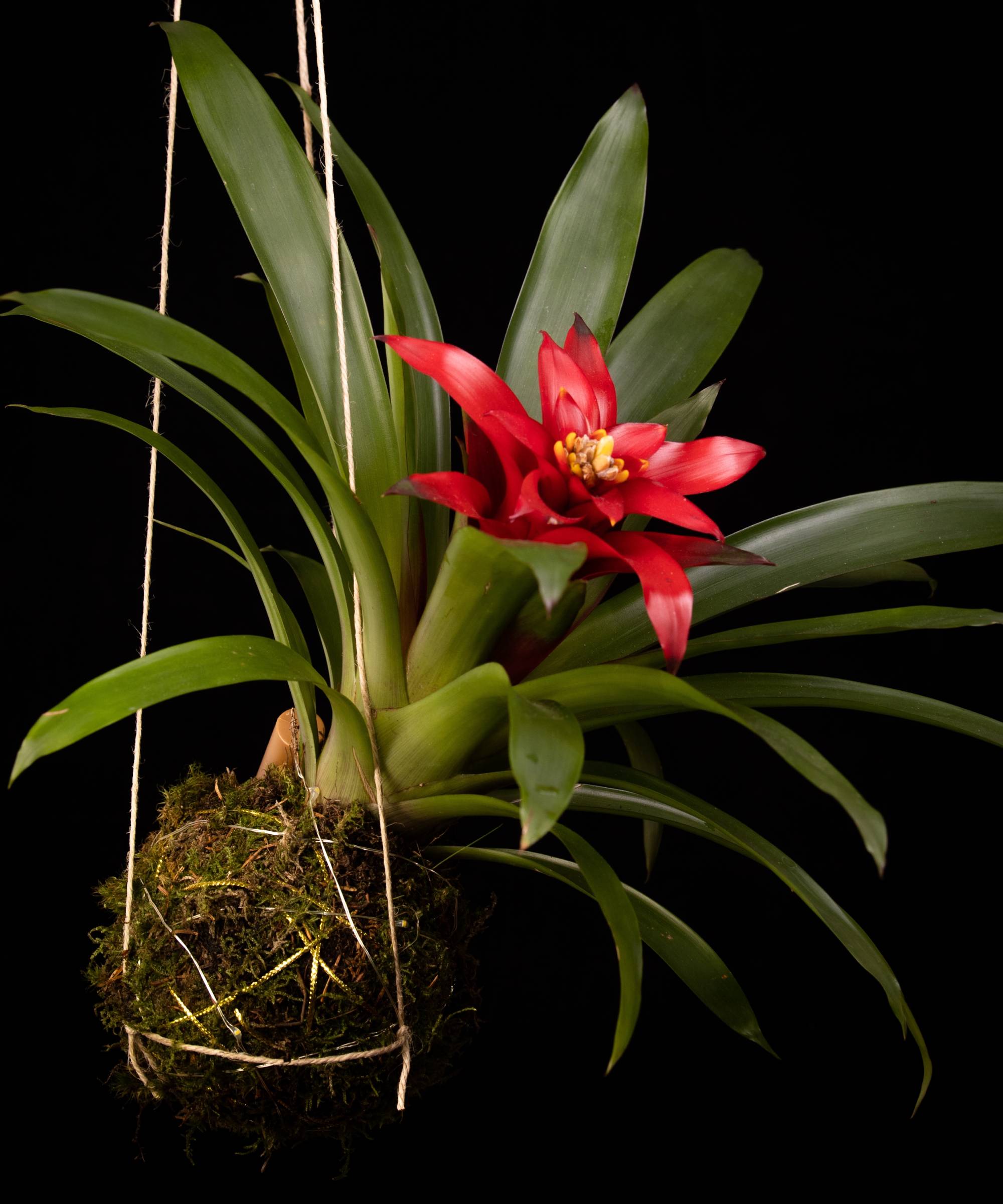 Red kokedama bromeliad