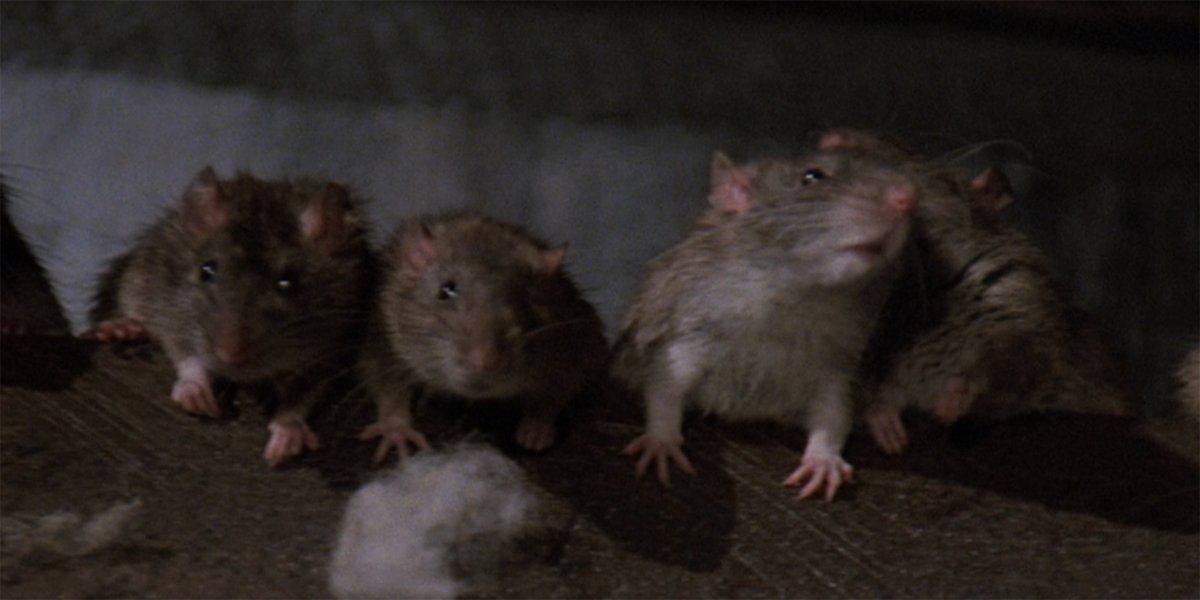 Adapting Stephen King's Graveyard Shift: It's Films Like This 1990 Rat-Fest  That Give Stephen King Movies A Bad Name
