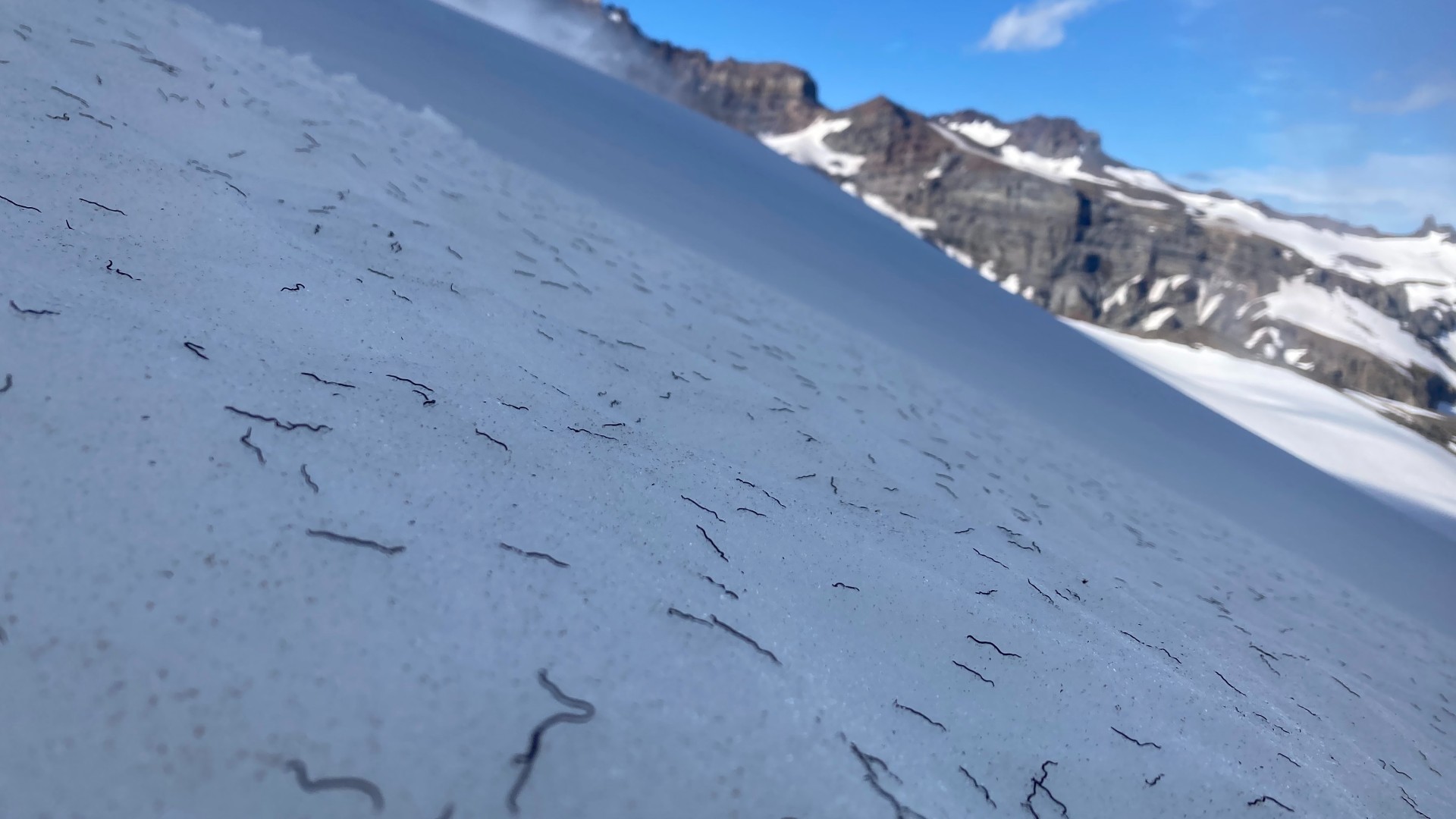 ice worms emerge in pacific northwest glaciers