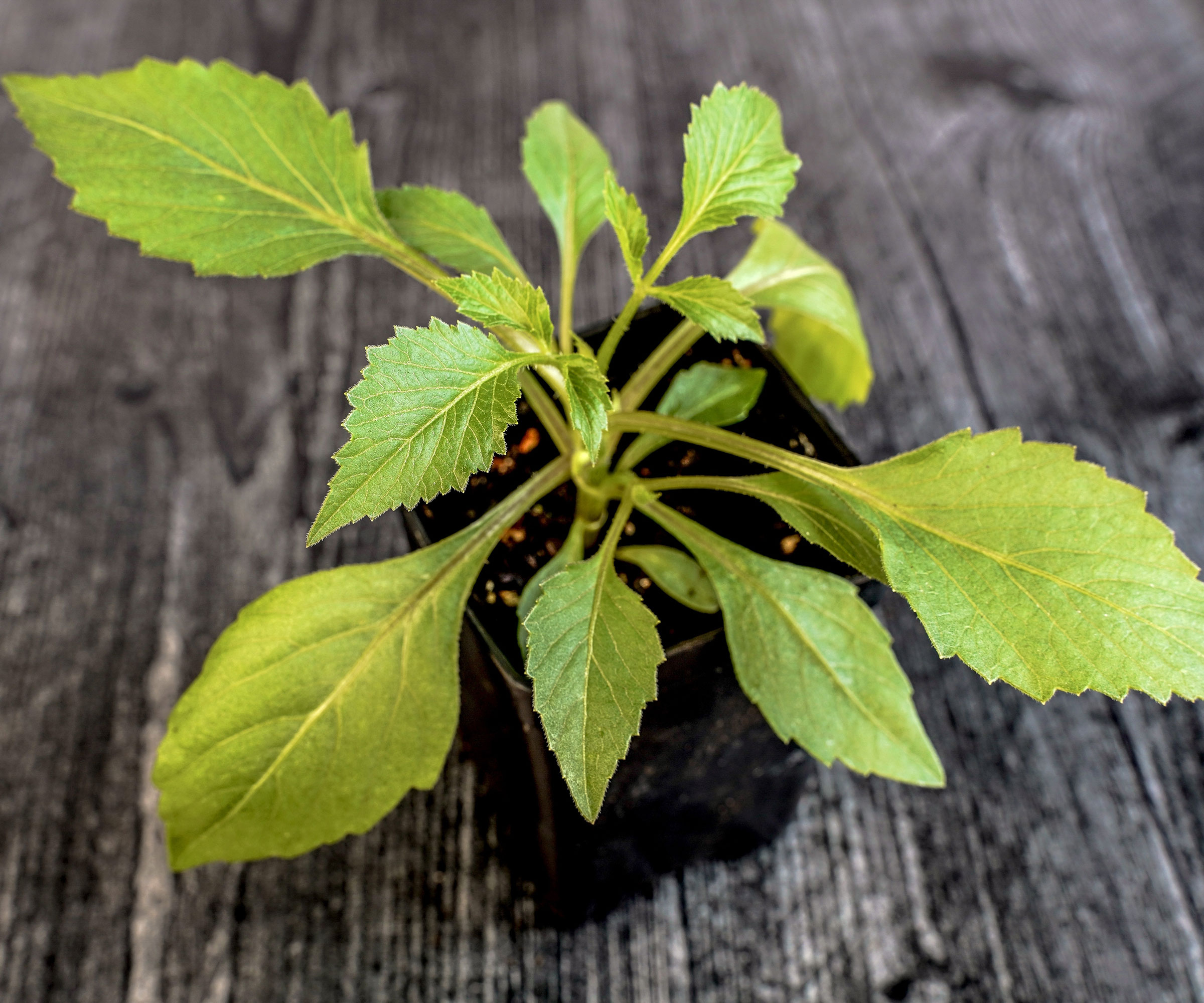 dahlia plant in pot waiting to be transplanted