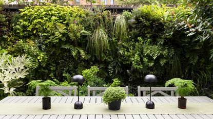 Small garden with lush living wall at the back