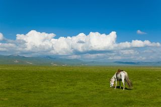 Horse grazing on green grass in Tibet.