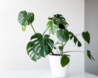 Monstera deliciosa (Swiss Cheese Plant) in a large white pot