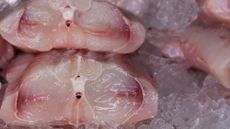 Shark meat in fish market