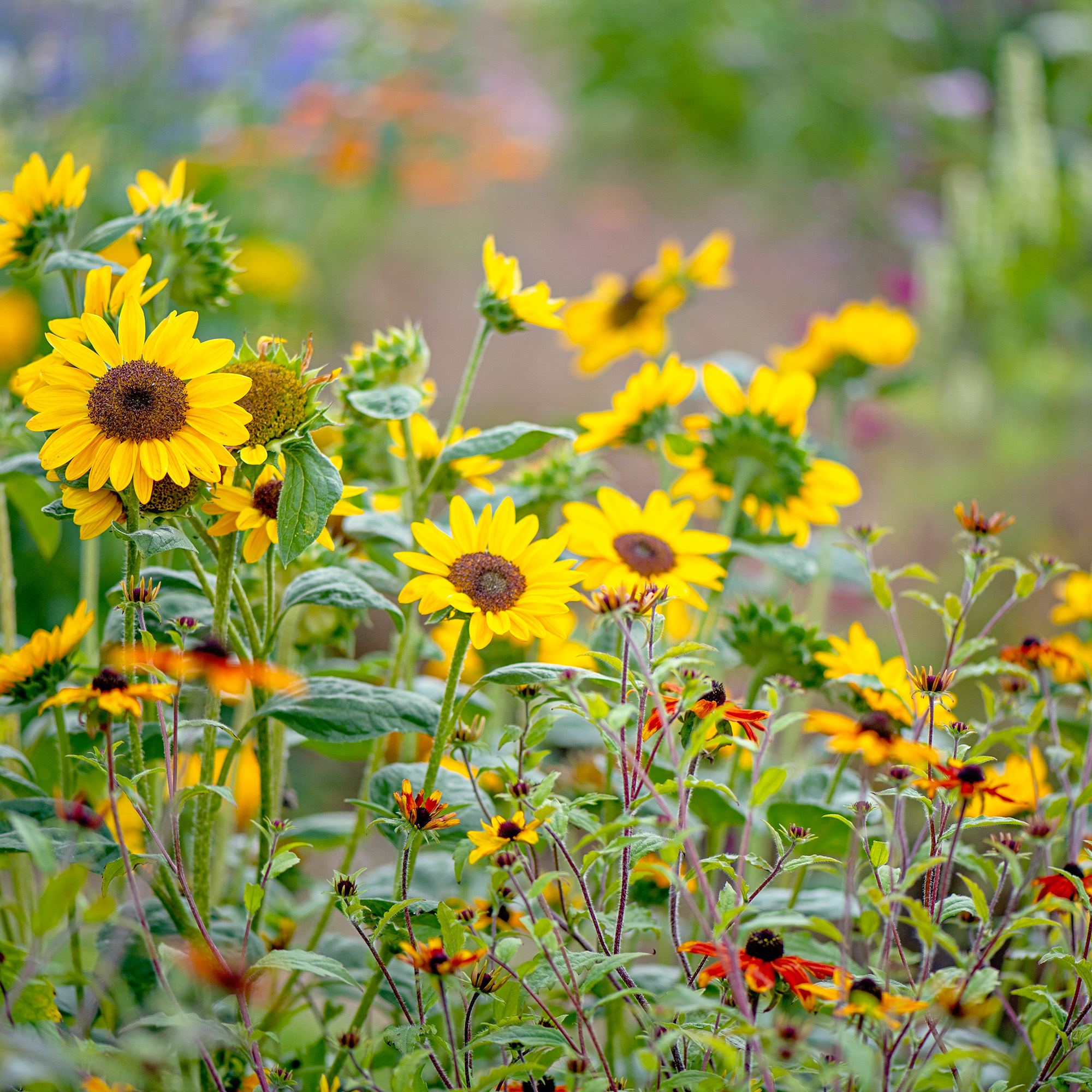 summer flowering yellow sunflowers - Helianthus annuus, in soft sunshine