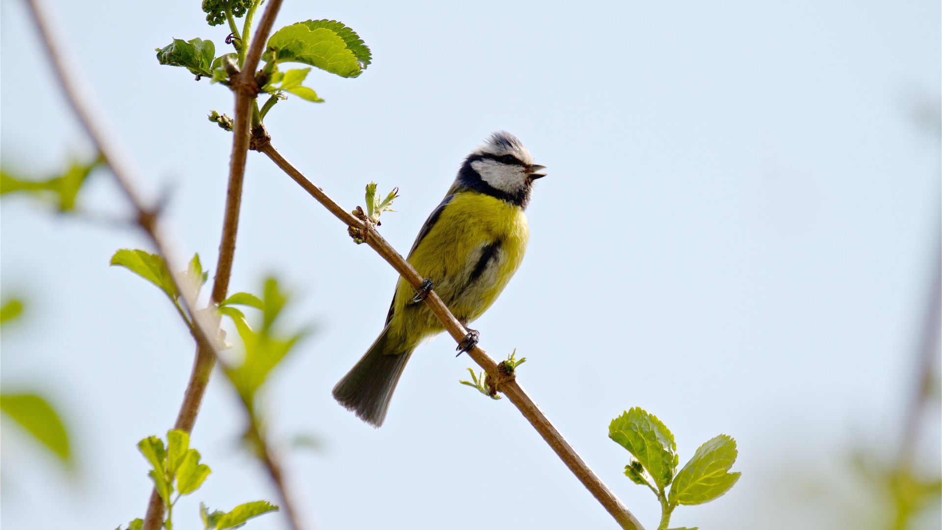 picture of blue tit on branch in summer
