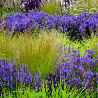 ornamental grass and salvia