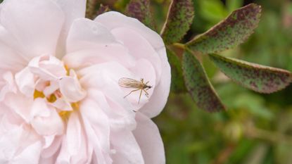 Sand fly on pink flower.