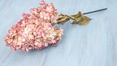 Dried pink hydrangea stem