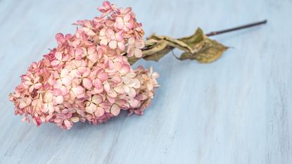 Dried pink hydrangea stem