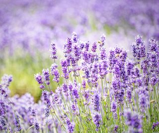 Lavender blooms in a field