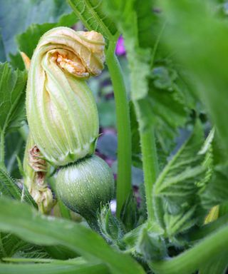 zucchini fruit growing with flower on top