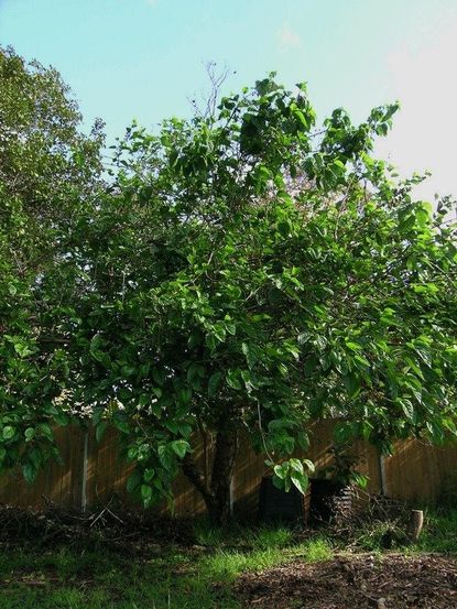 Large Fruitless Mulberry Tree