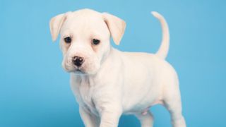 Fitzy the American Pit Bull Terrier mix on a blue background
