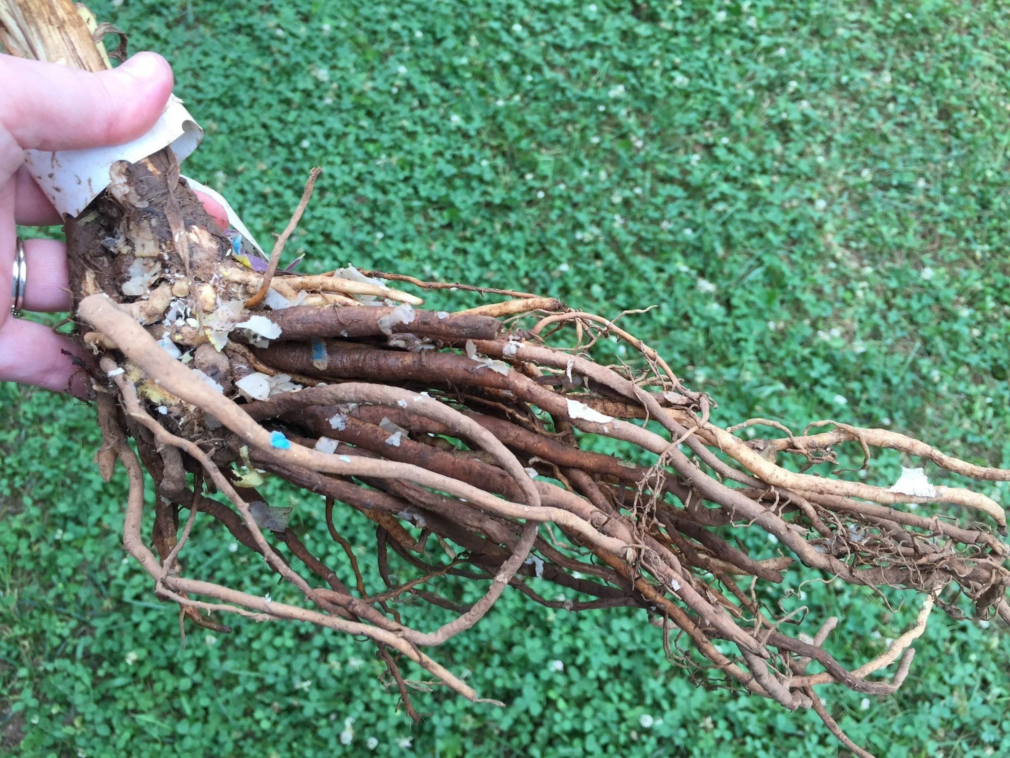 What Are Bare Root Plants: A Guide To Bare Root Plant Care | Gardening ...