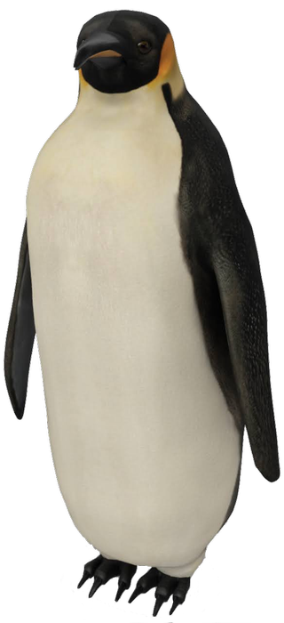 Emperor Penguin Google Search 3D model