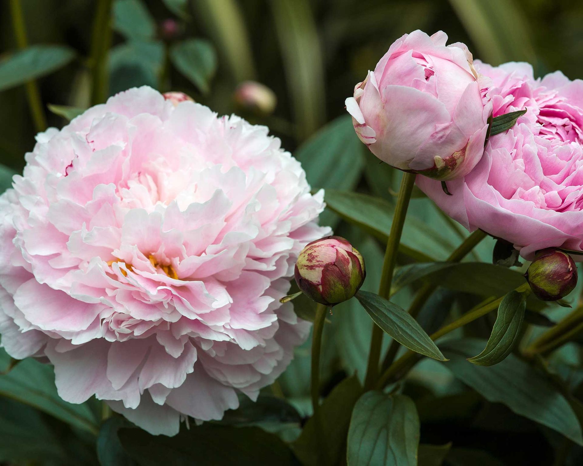 Why are my peonies not blooming? 5 problems and solutions Gardeningetc