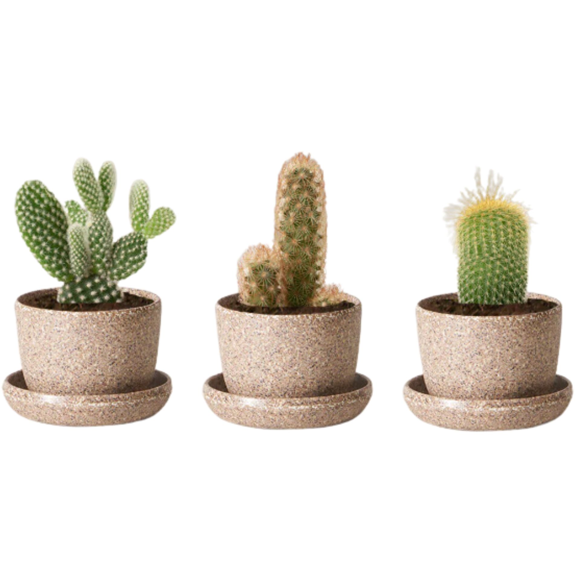 Bermacam-macam kaktus dengan pekebun