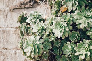 Succulents growing up a wall