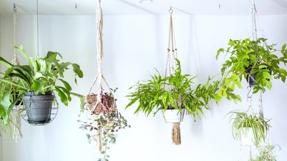 Selection of trailing plants in hangers against white wall