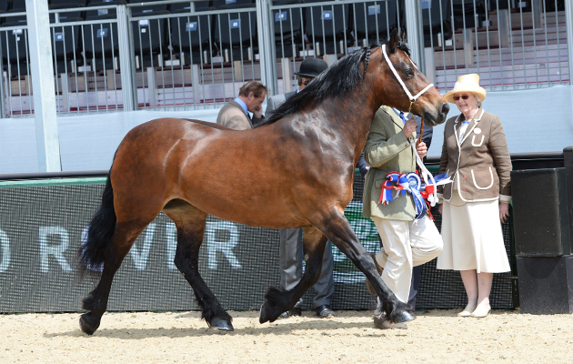 Lesley Evans riding Broughton Morwena, Champion in the Land Rover M &amp;amp; M Supreme In Hand Championship during Thursday of the Royal Windsor Horse Show, in the grounds of Windsor Castle in Windsor in the county of Berkshire, UK on 12th May 2016