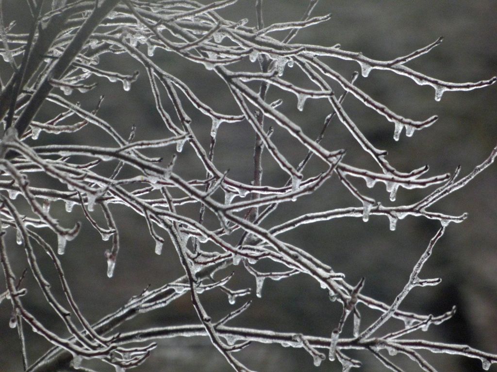 Caring For Plants After An Ice Storm - Learn About Ice Damage To Trees ...