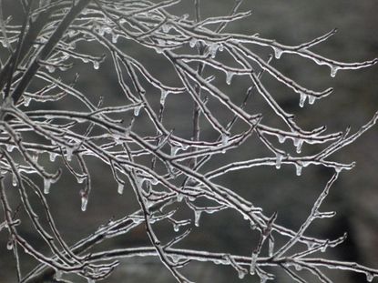 Ice Covered Tree Branches