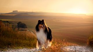 Scotch collie standing on mountain