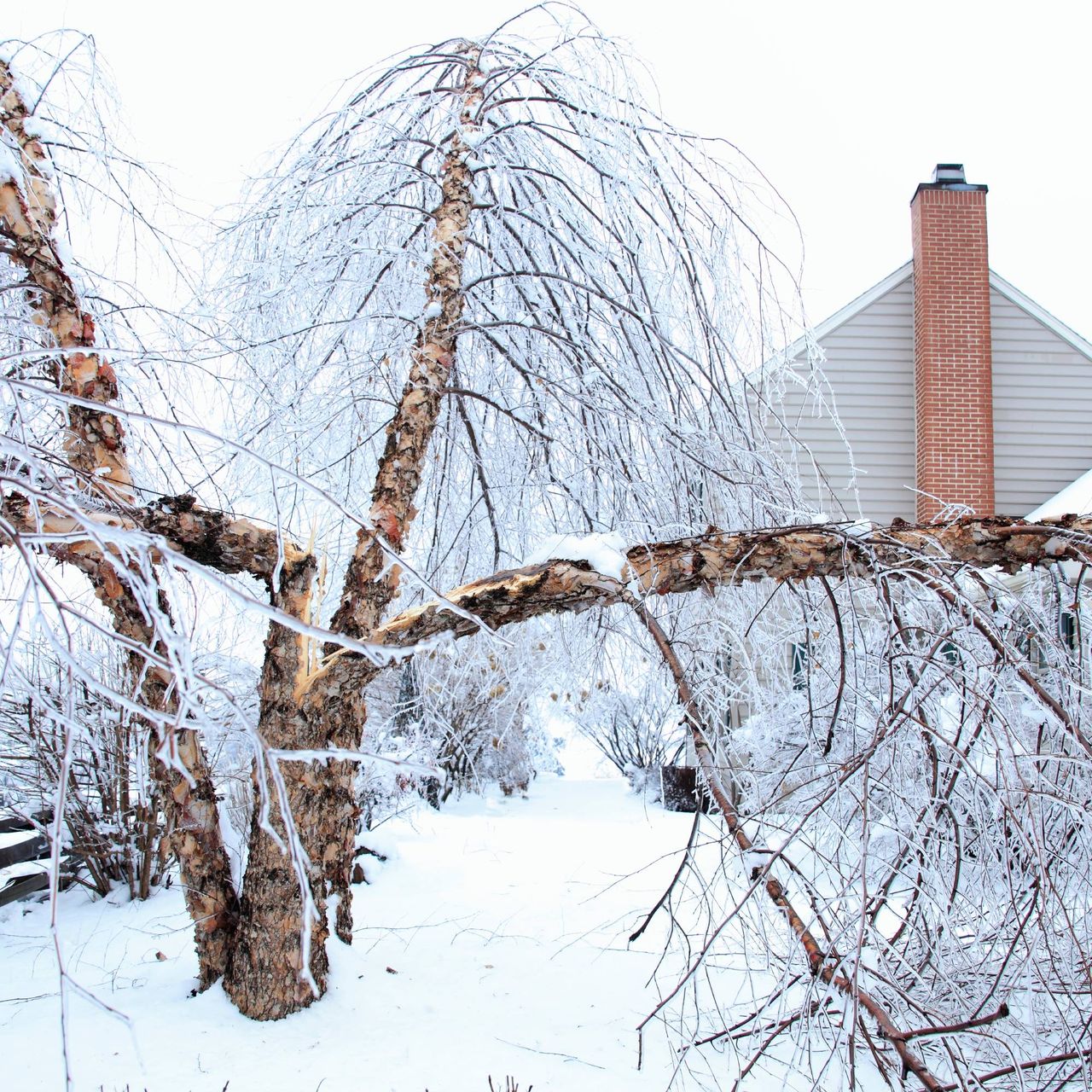 Tree split in half by ice storm
