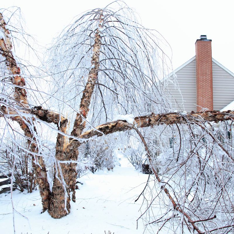 Tree Cold Pyro Tips & Information about Trees | Gardening Know How