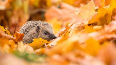 how to help garden wildlife in autumn – hedgehog in autumn leaves
