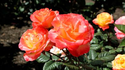 Orange roses in flower